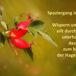 herbst_hagebute_ Spaziergang im Oktober Wispern und Raunen eilt durch das Laub unerhört golden das Licht sich zum bloßen Rot der Hagebutte legt. ute-marie-thiele