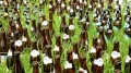 Glasrecycling eine unendliche Geschichte - Glas kann beliebig oft eingeschmolzen werden