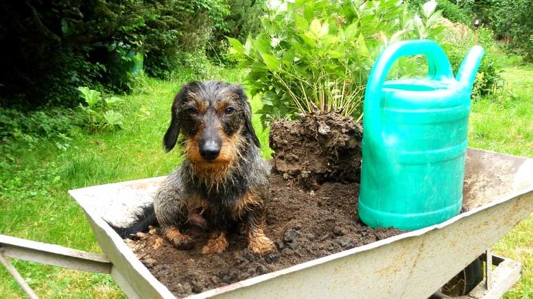 Kompost - organischer Abfall als Gartennahrung